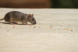 Photo of a mouse and crumbs