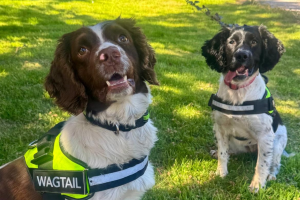 Detection dogs Skye and Fred