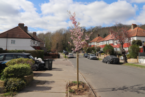 A young tree in bloom planted on a residential street