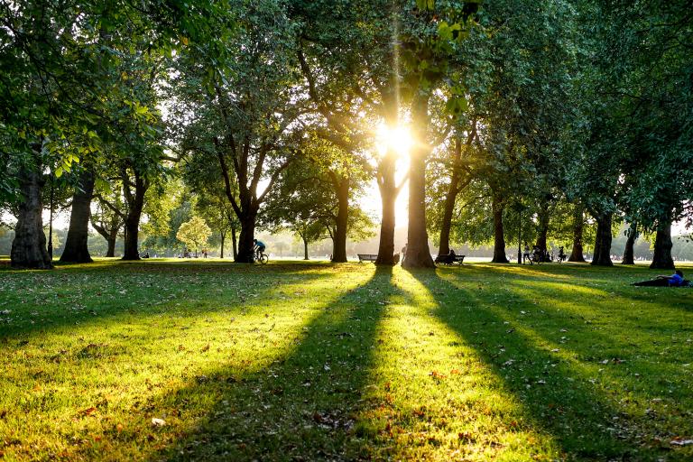 An open green park with trees in the distance. The sun is shining through the trees.